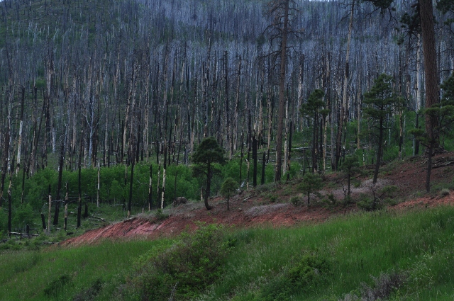 Vallecito Lake